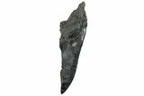Partial Fossil Megalodon Tooth - Serrated Edge #320686-1
